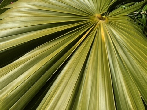 Sunlit palm frond